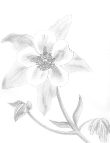A columbine from Fanny's backyard