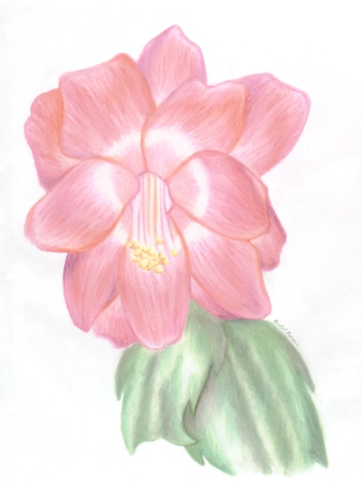 A... a... c-colored flower!? Apocalypse! Run!