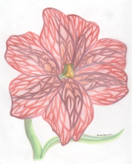 Another lily!