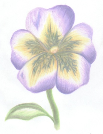A pansy... thingie... dingie... I dunno...