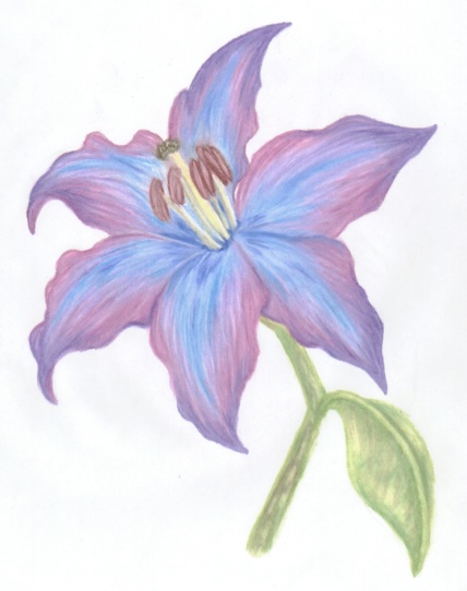 Yet another lily!