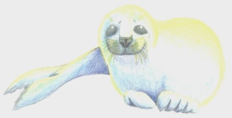 Crayola colored pencil